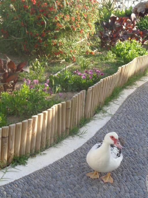Seashell Apartment Sea View, Castle View 200Metres From The Beach Sitia  Exterior photo